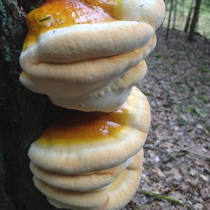 REISHI