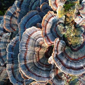 TURKEY TAIL